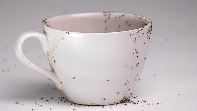 A group of ants that are eating sugar in a cup of coffee