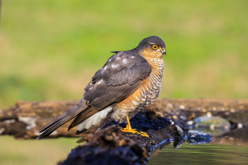 Sparviere (Accipiter nisus) posato su un ramo