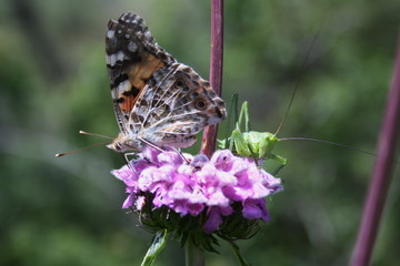 Butterfly (, Vanessa cardui) and grasshopper (Tettigonia viridissima) on a flower (Phlomoides tuberosa)