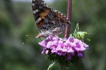 Butterfly (, Vanessa cardui) and grasshopper (Tettigonia viridissima) on a flower (Phlomoides tuberosa)
