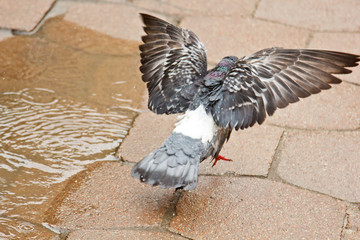 Fototapeta premium gray dove swimms in a puddle on the street. bird wash themselves on pavement tiles in the rain