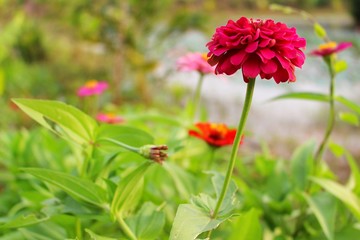  The beauty of pink flowers reflects sunlight in the evening. Zinnia