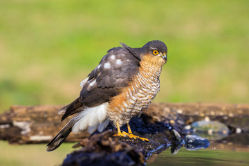 Sparviere (Accipiter nisus) posato su un ramo