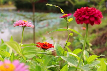  The beauty of pink flowers reflects sunlight in the evening. Zinnia