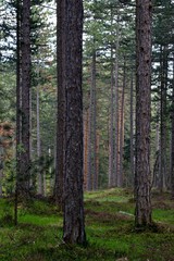 landscape forest full of trees