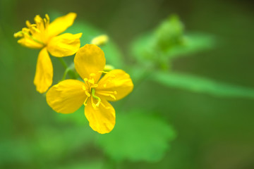 Yellow spring flower. Primroses in the garden. yellow spring flower Lesser celandine Ranunculus ficaria.