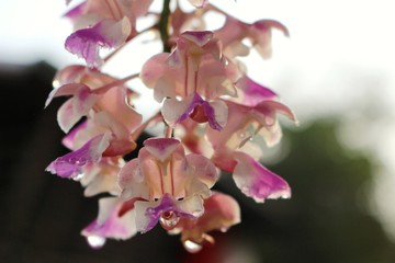 The beauty of pink orchids reflects sunlight in the evening
