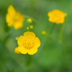 Yellow wildflowers close up in the meadow