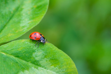 red ladybug on a green leaf in the grass, close-up blurred