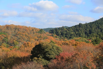 nature landscape in autumn japan, nara