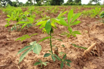  Cassava trees on the farm are growing