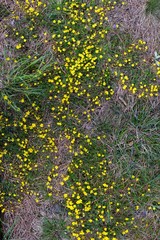 yellow flowers in the forest