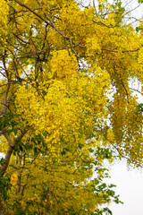 Golden Shower Tree, Cassia fistula in the park or forest in tropical.