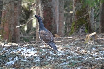 Auerhahn zur Balzzeit im Wald in den Bergen