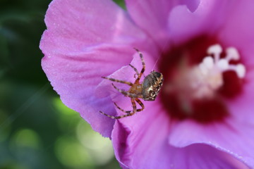 Kreuzspinne auf einer Hibiskus-Blüte © Kratze-Katze