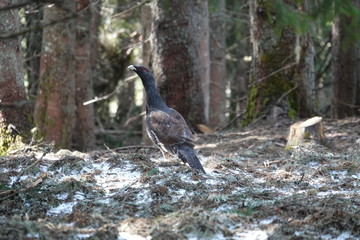 Auerhahn zur Balzzeit im Wald in den Bergen