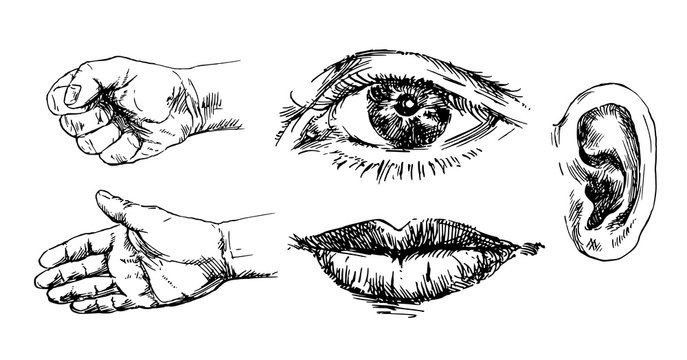 Human senses. Hand drawn set.