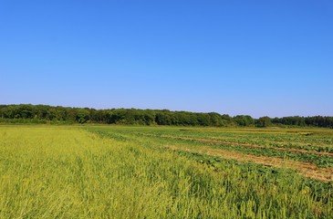風景　田舎　畑　ムギ　森　杤木