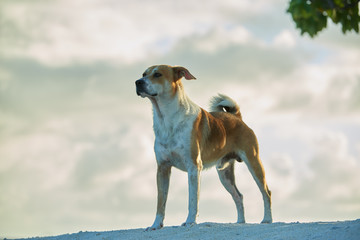 Uninhabited island dog