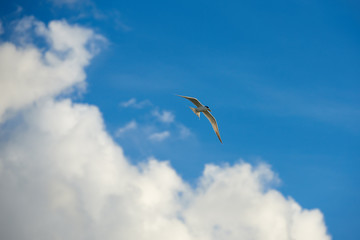 Birds flying in the sky of the southern island