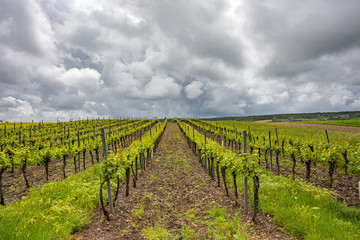 Fototapeta na wymiar beautiful green vineyards landscape