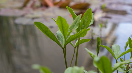 Kleine Pflanze im Wasser - Wasserblume