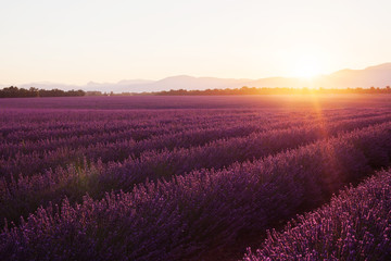 Beautiful frigid fields at sunset. Valensole, Provence, France
