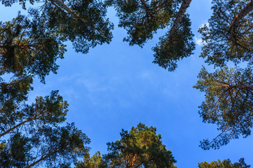 View of the tops of the pine trees in summer forest from the ground. Copy space.