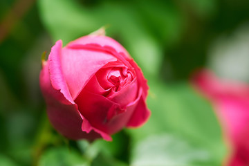 薔薇　ルージュ・ピエール・ドゥ・ロンサール