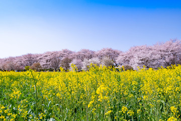 埼玉県幸手市　権現堂の桜と菜の花畑