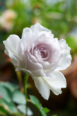 薔薇　ガブリエル