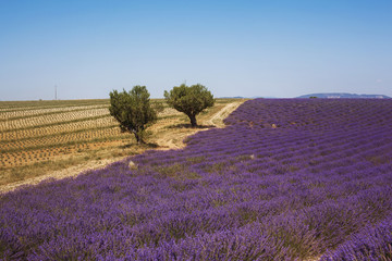 Naklejka na ściany i meble Beautiful fragrant lavender field in bright light Valensole, Provence, France