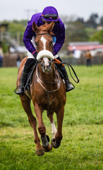 Single race horse and jockey sprinting on the race track
