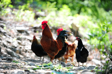 The home grown Korean chicken 