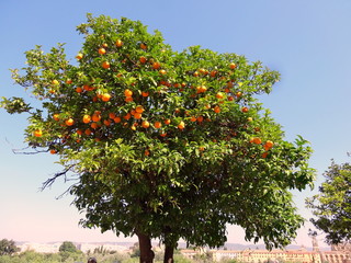 Fototapeta na wymiar Oranger en Andalousie