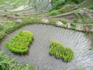 Rizi&egrave;re aux Philippines