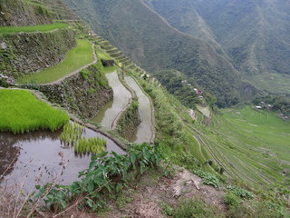 Rizi&egrave;res aux Philippines