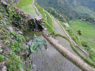 Rizi&egrave;res aux Philippines