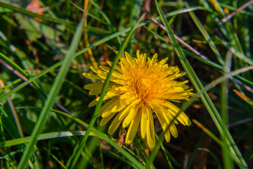Closeup of a yellow dandelion in green grass
