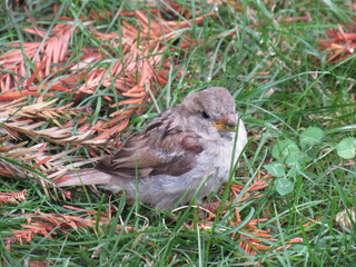 Little Bird on the Grass Eating