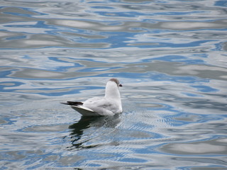 Bird Swagull Facing Away on the Water