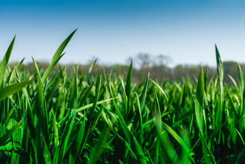 Fototapeta premium Green cereal field in the early spring. Close up