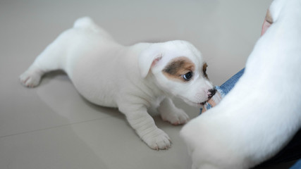jack russell Terrier Puppy, cute puppy, jack russell cute dog