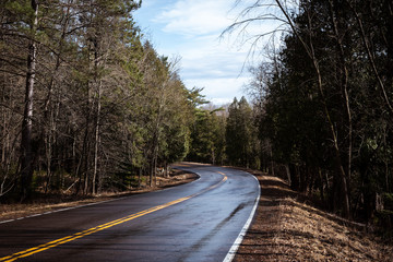 road in forest