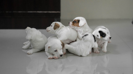 jack russell Terrier Puppy, cute puppy, jack russell cute dog