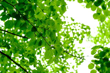 雨粒が付いた葉