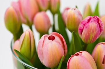 Fototapeta premium Fresh tulips in glass vase on white background
