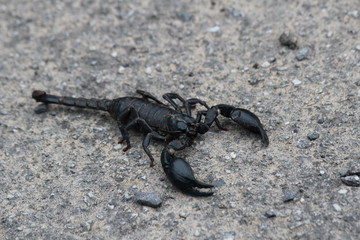Scorpion