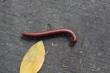 Brown millepede