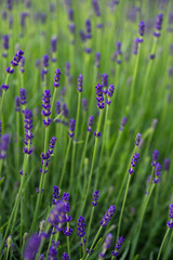 Naklejka premium Lavender plant in the home garden.
